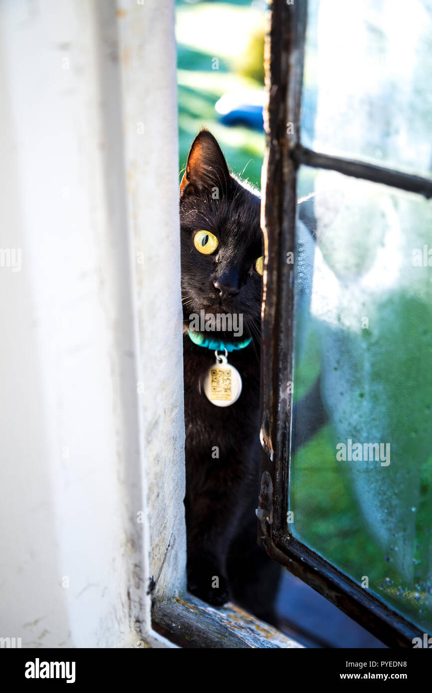 Schwarze Katze mit gelben Augen und einen QR-Code Tag um den Hals binden spähen durch ein Fenster in das Haus zu bekommen Stockfoto