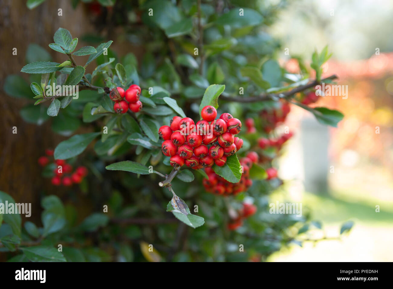 Rote Vogelbeeren auf Rowan Tree. Sorbus aucuparia. Stockfoto