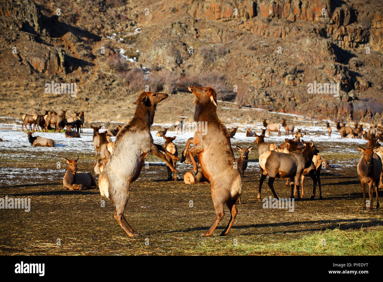 Zwei weibliche Kuh elk über einem Haufen Heu am Oak Creek Feststoffeintrag, Naches, WA, USA kämpfen Stockfoto