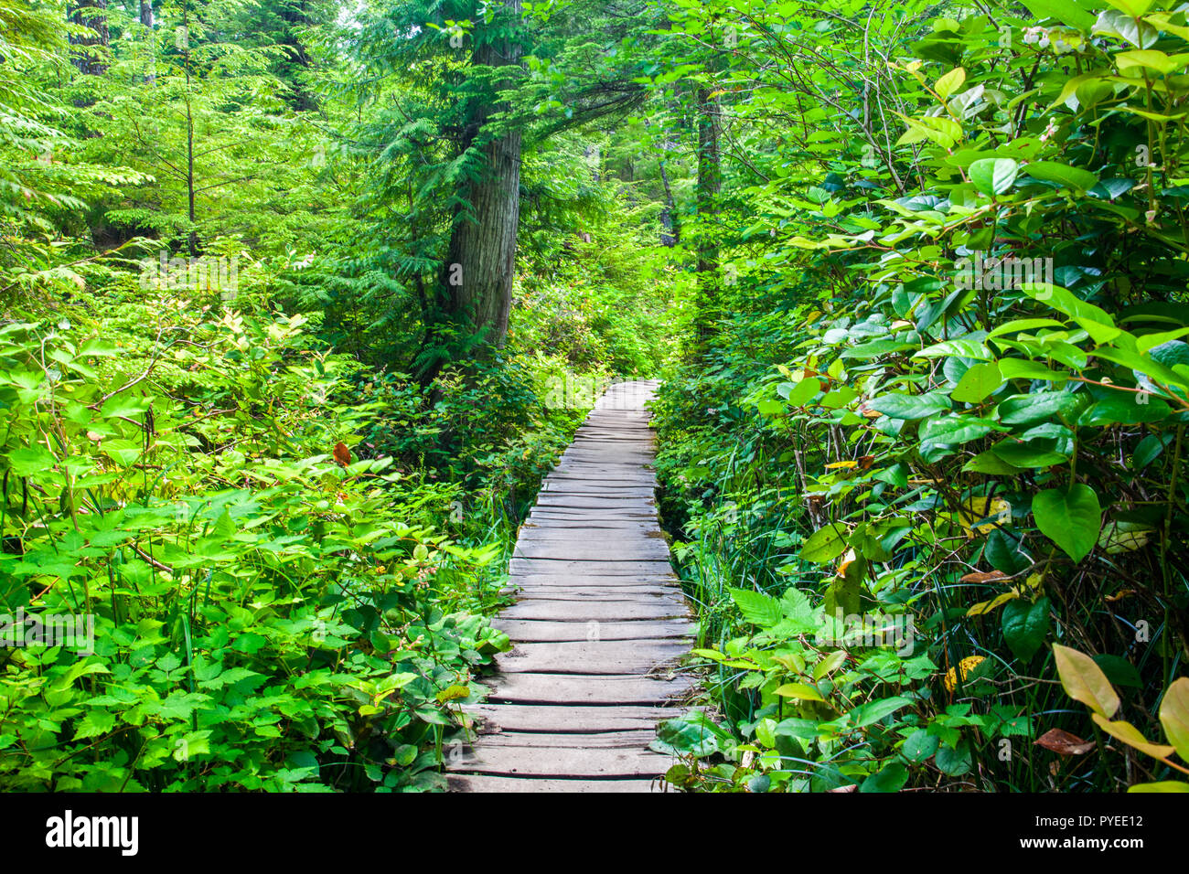 Eine hölzerne Pfad durch einen dichten Wald auf dem Weg zum Shi Shi Beach, Washington State, USA Stockfoto