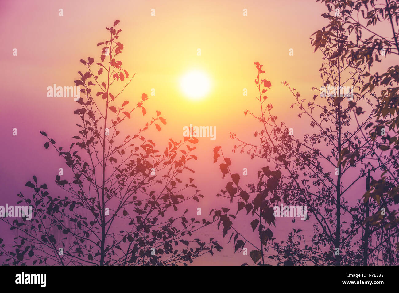 Wunderschöne Natur in den frühen misty morning. Zweige von Bäumen gegen Gradient sunrise Himmel mit Sonne Stockfoto