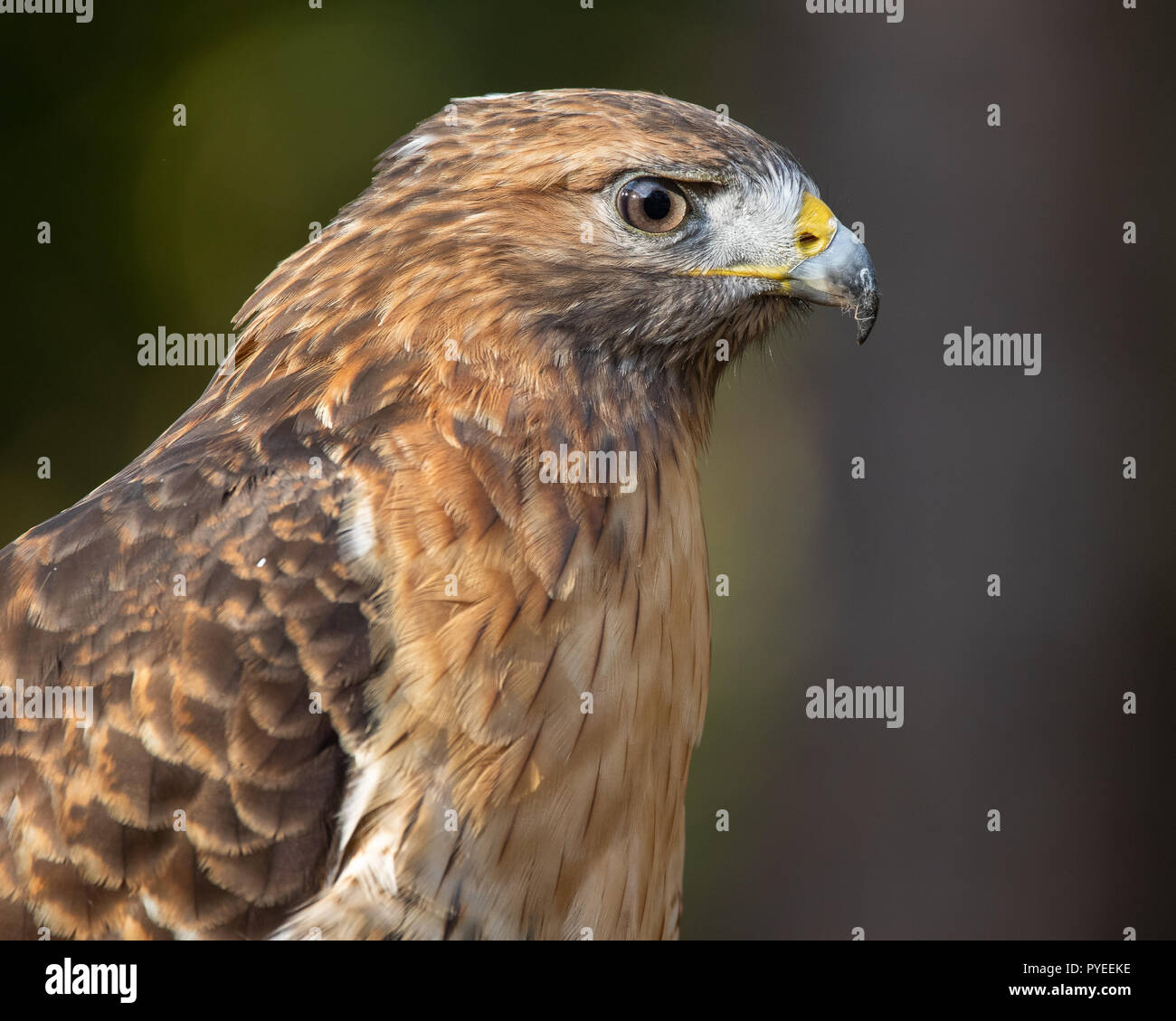 Das Porträt einer Rot - geschulterten Falken Stockfoto