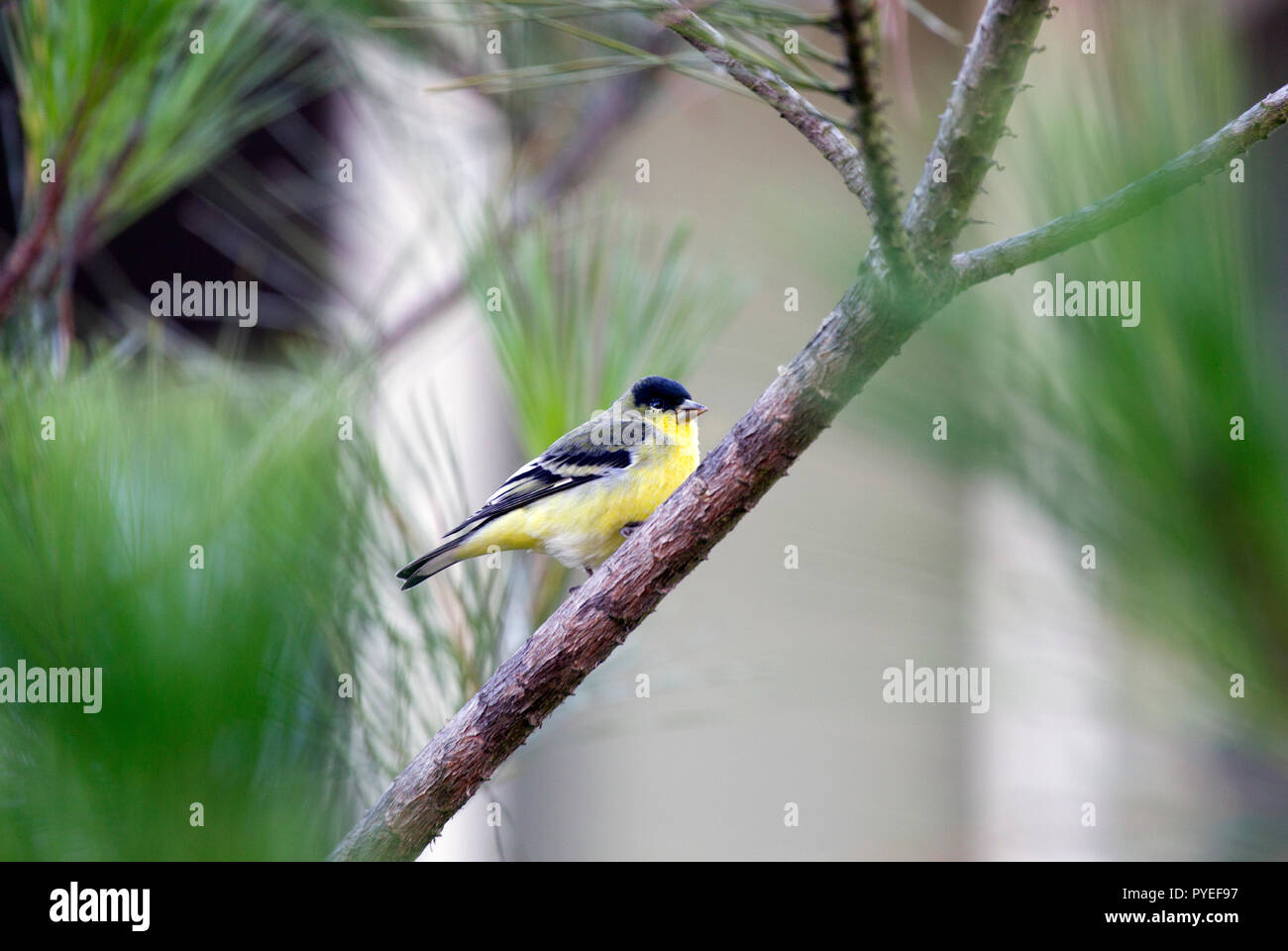 Weniger Goldfinch Männlich Stockfoto