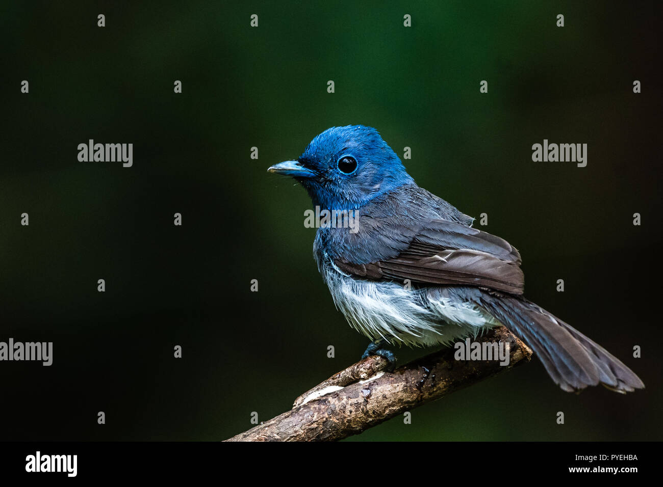 Dieses Bild von Schwarzen Naped Monarch ist in Kerala in Indien. Stockfoto