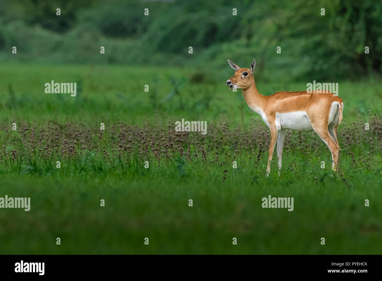 Dieses Bild von Black Buck ist in Gujarat in Indien. Stockfoto