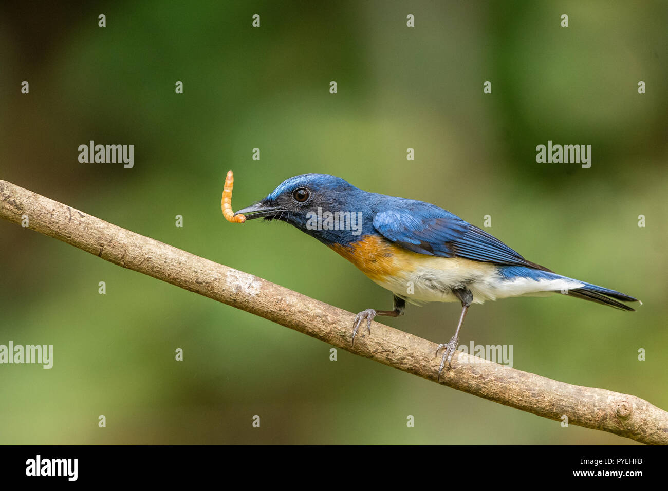 Dieses Bild von der Blauen Throated Blau Fliegenfänger ist in Kerala in Indien. Stockfoto