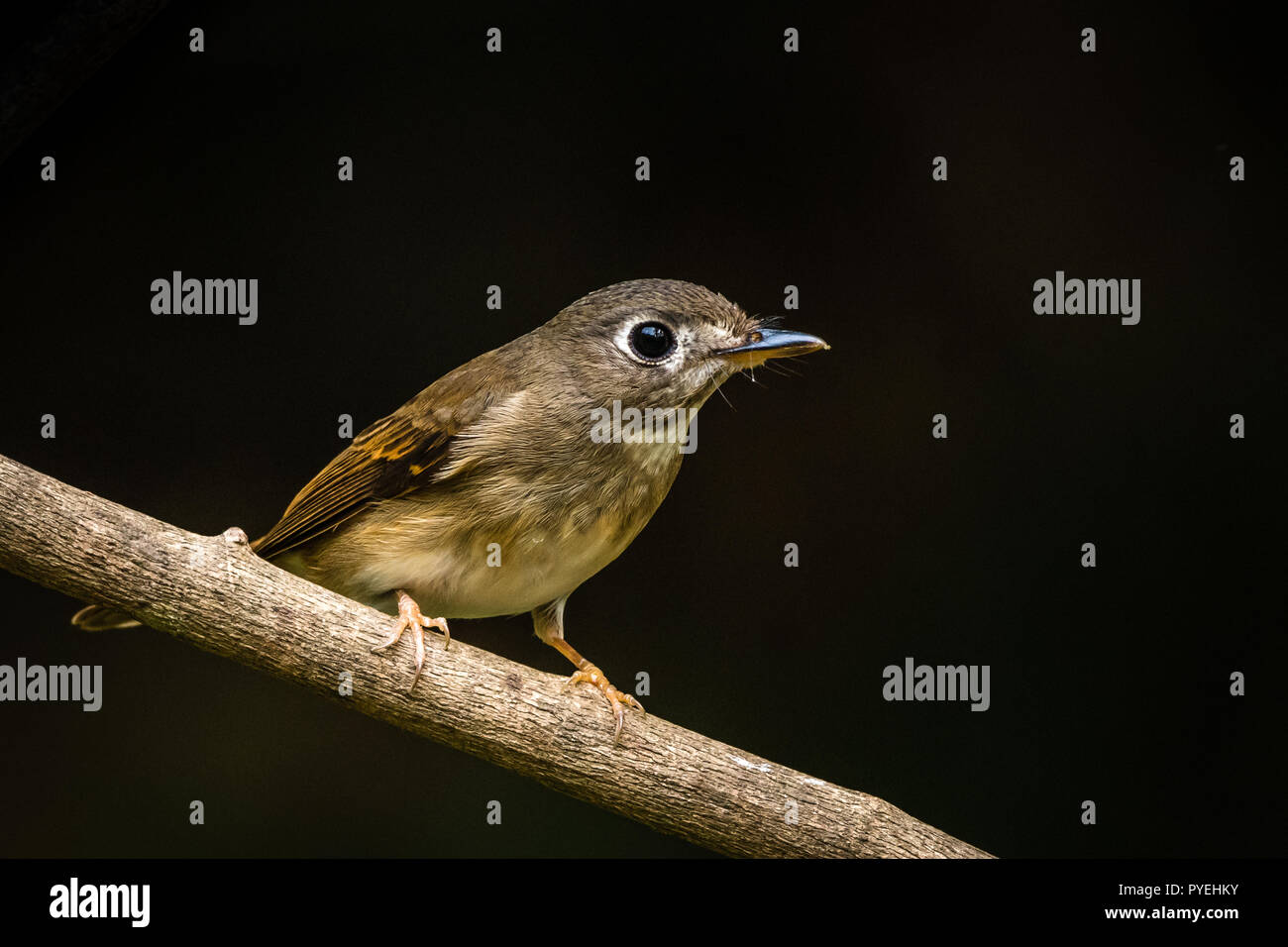 Dieses Bild von Braun Breasted schopftyrann an Thattekad, Kerala in Indien. Stockfoto