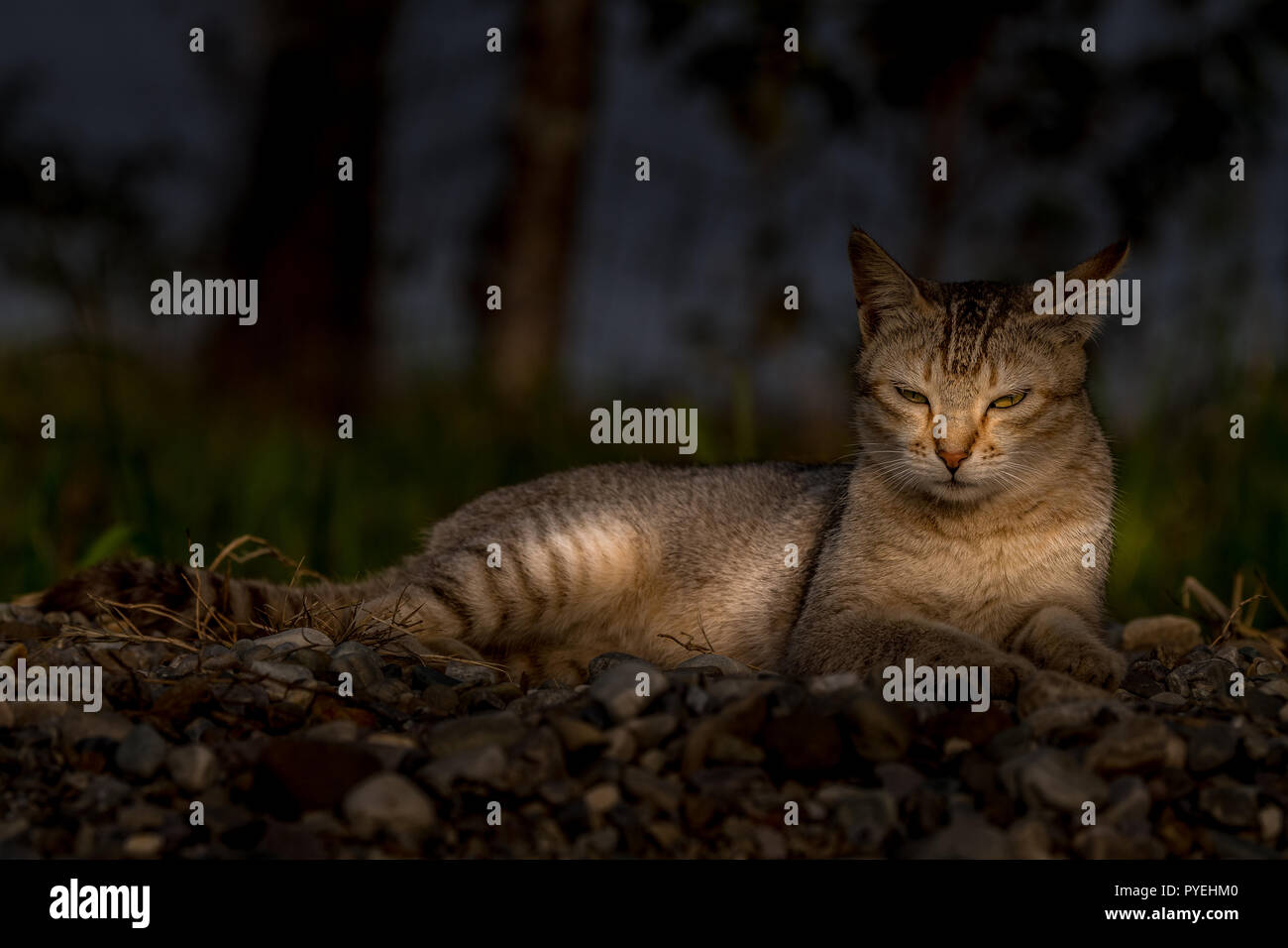 Dieses Bild von der Katze ist in Masan Nationalpark, Assam in Indien übernommen. Stockfoto