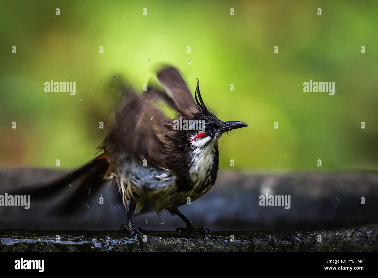 Dieses Bild von Roten whiskered Bulbul ist bei Thattekad, Kerala in Indien. Stockfoto