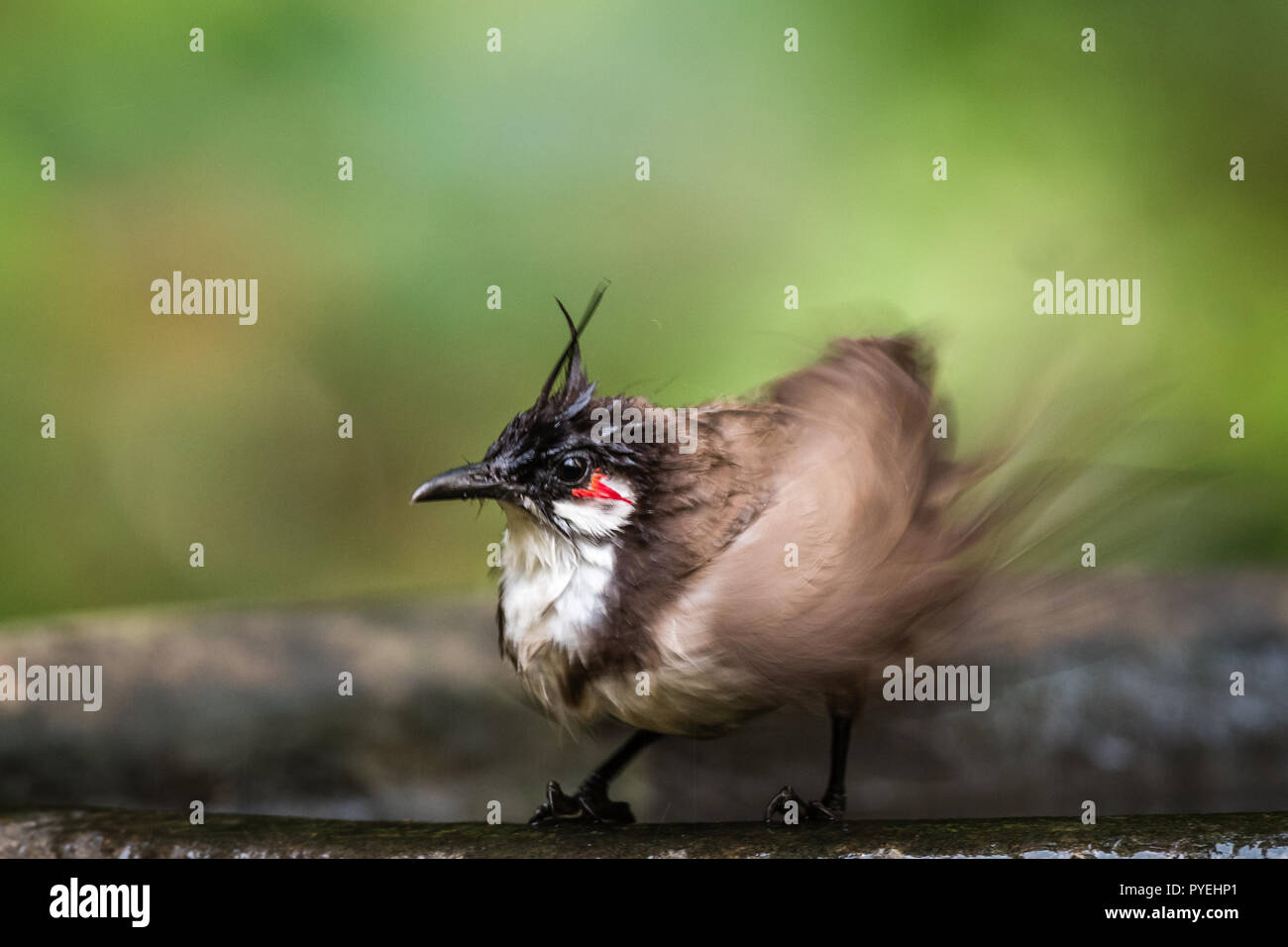 Dieses Bild von Roten whiskered Bulbul ist bei Thattekad, Kerala in Indien. Stockfoto