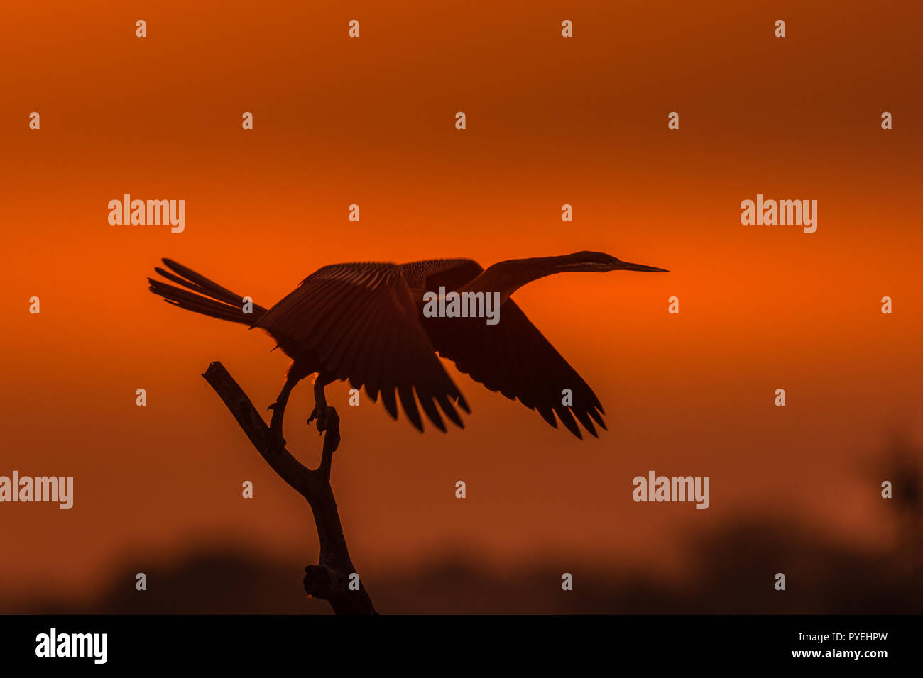 Dieses Bild von Darter Vogel ist in Rajasthan in Indien genommen. Stockfoto