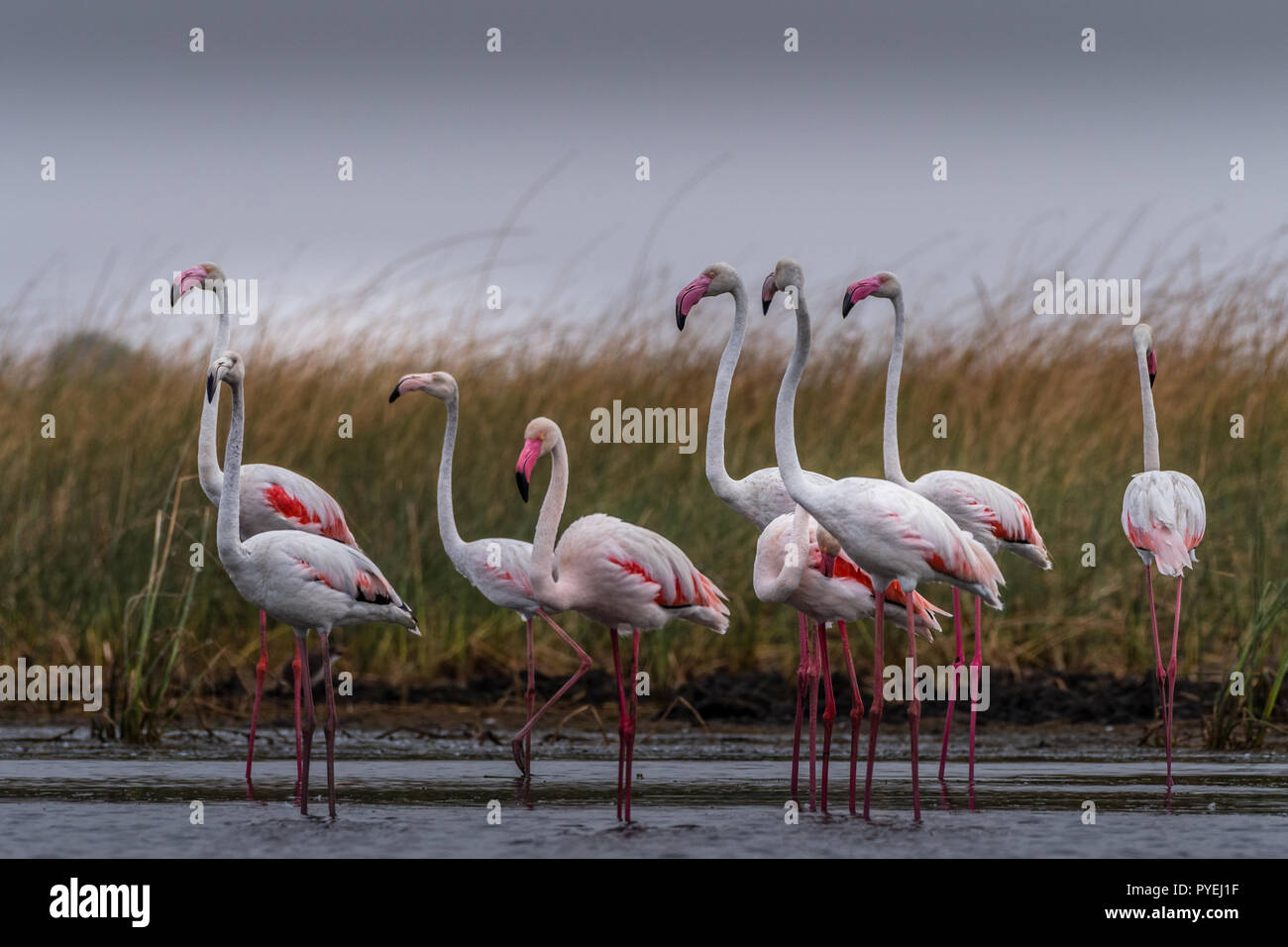 Dieses Bild von Flamingos ist in Gujarat in Indien. Stockfoto