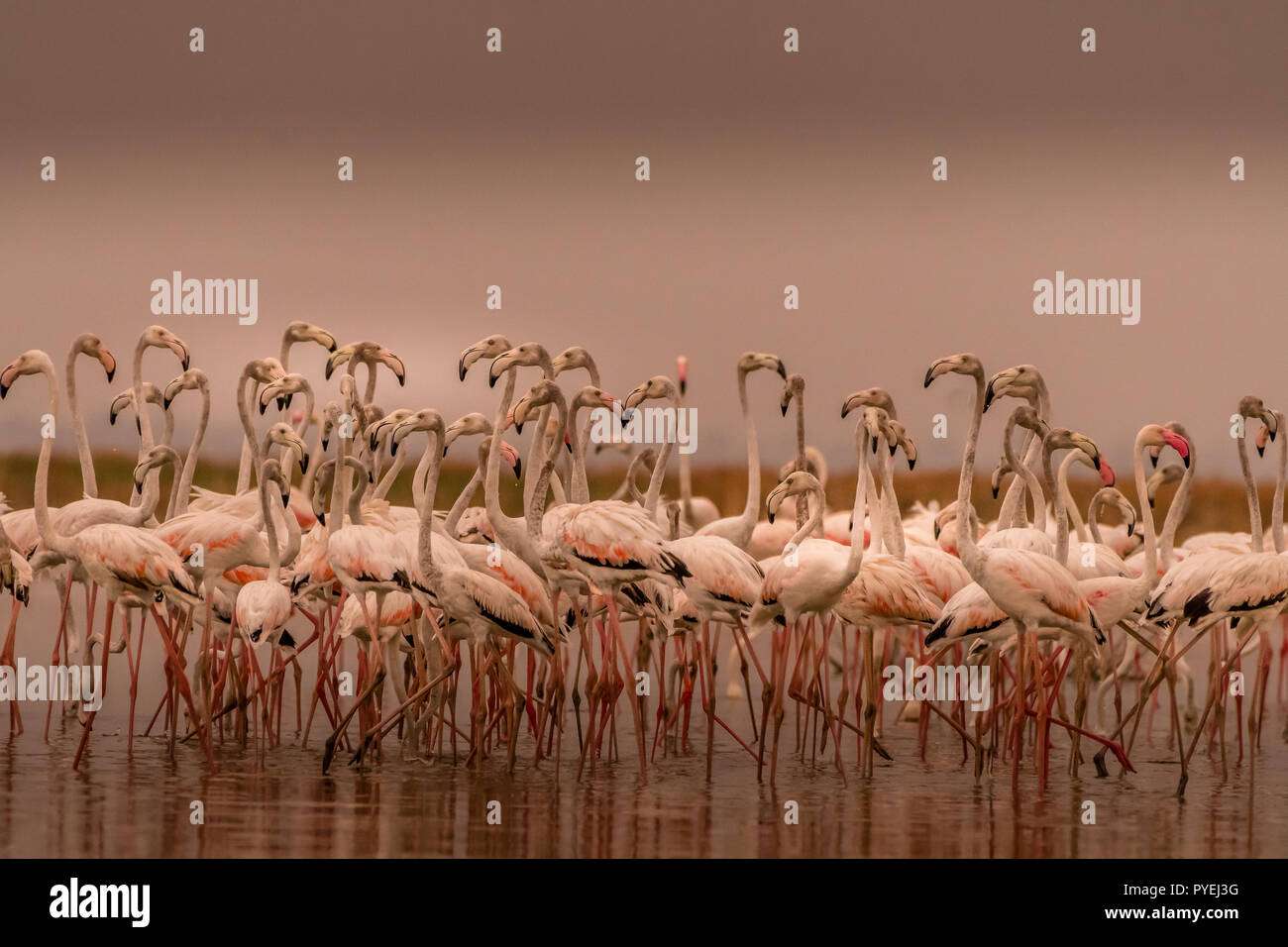 Dieses Bild von Flamingos ist in Gujarat in Indien. Stockfoto