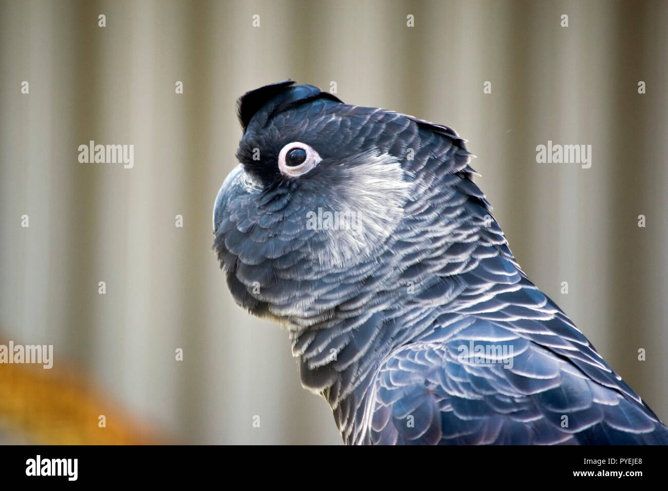 Dies ist eine Seitenansicht eines White-tailed Black Cockatoo Stockfoto