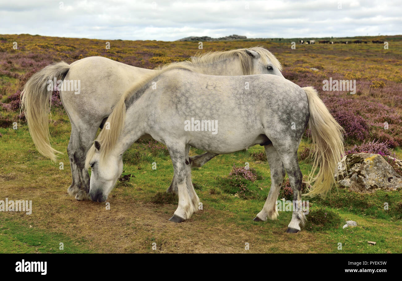Dartmoor Ponys an Haytor. Stockfoto
