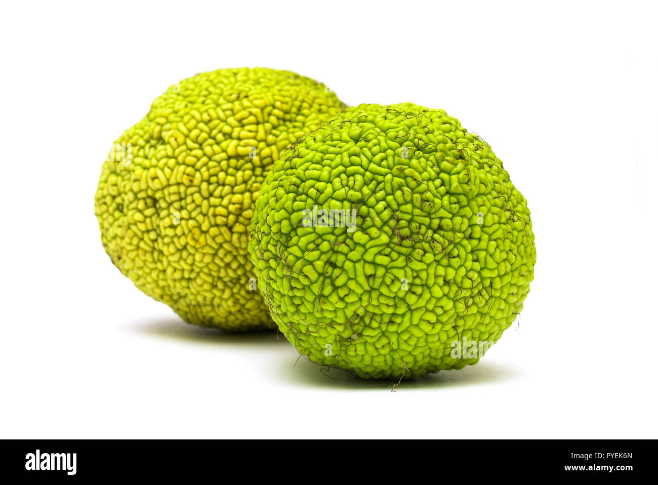 Maclura pomifera Obst auf weißem Hintergrund Stockfoto