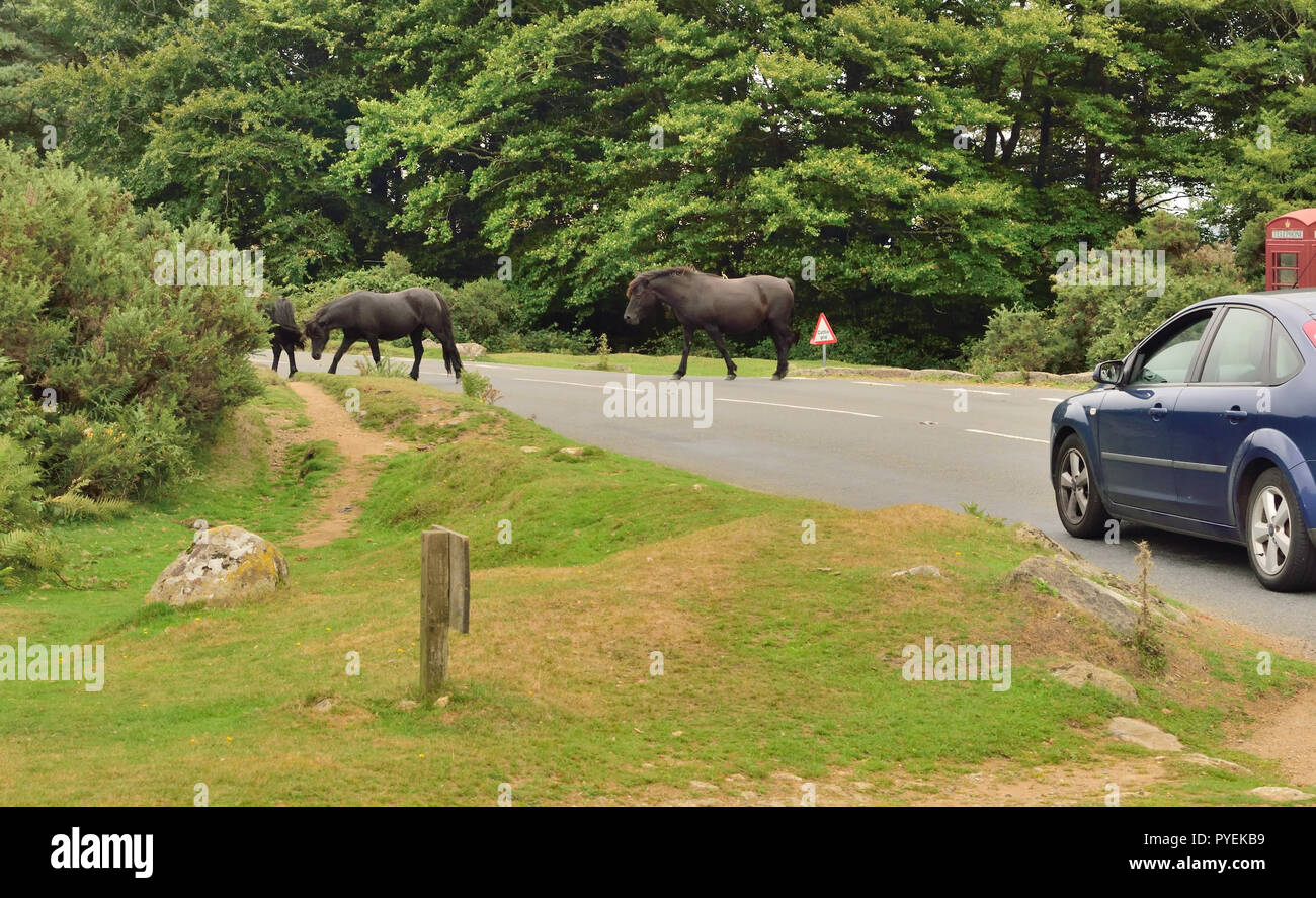 Dartmoor Ponys Überqueren der Straße bei Haytor. Stockfoto