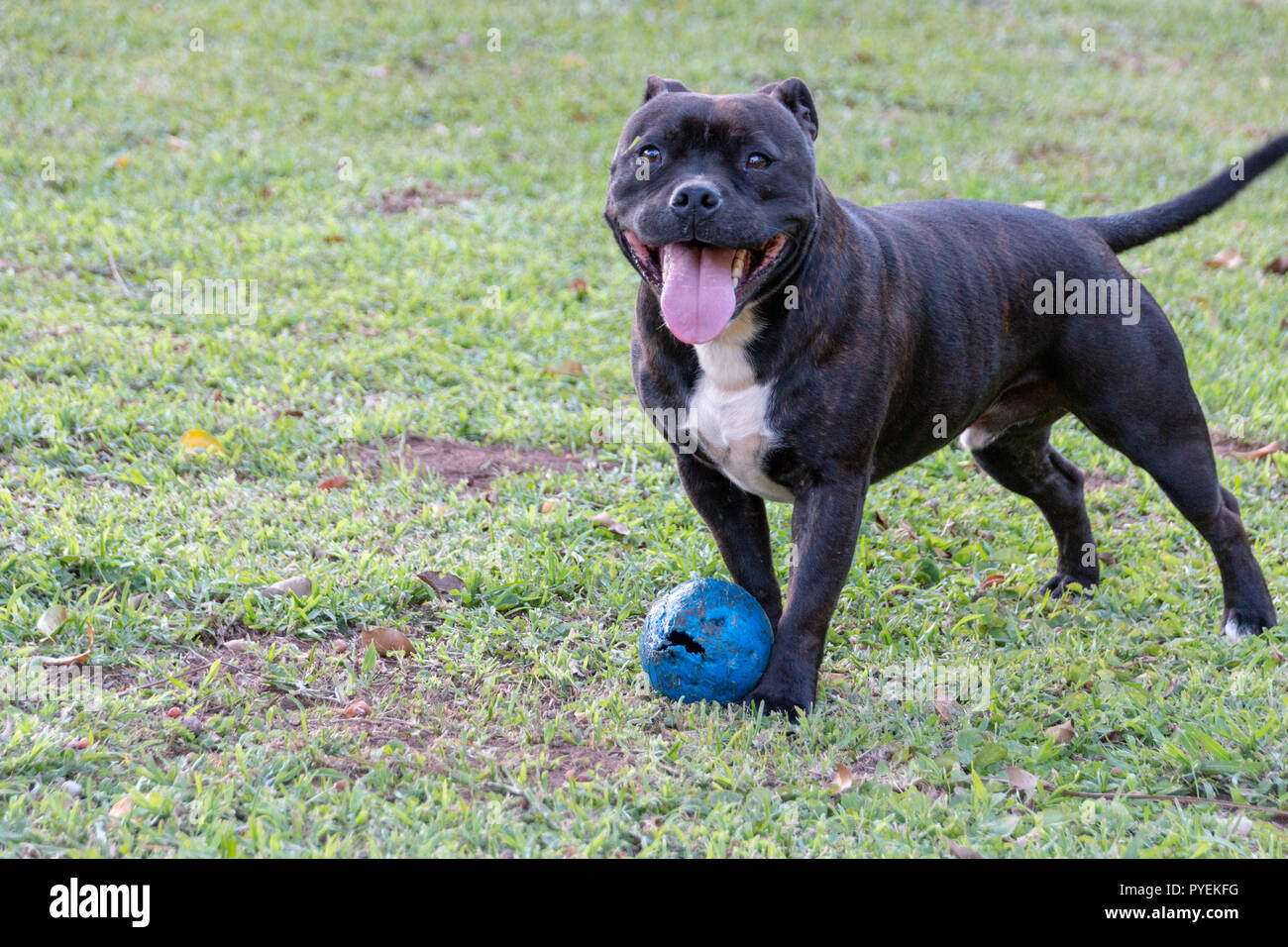Eine Nahaufnahme eines schwarzen und weißen Hund spielt mit seinem blauen Spielzeug chew im Garten Stockfoto