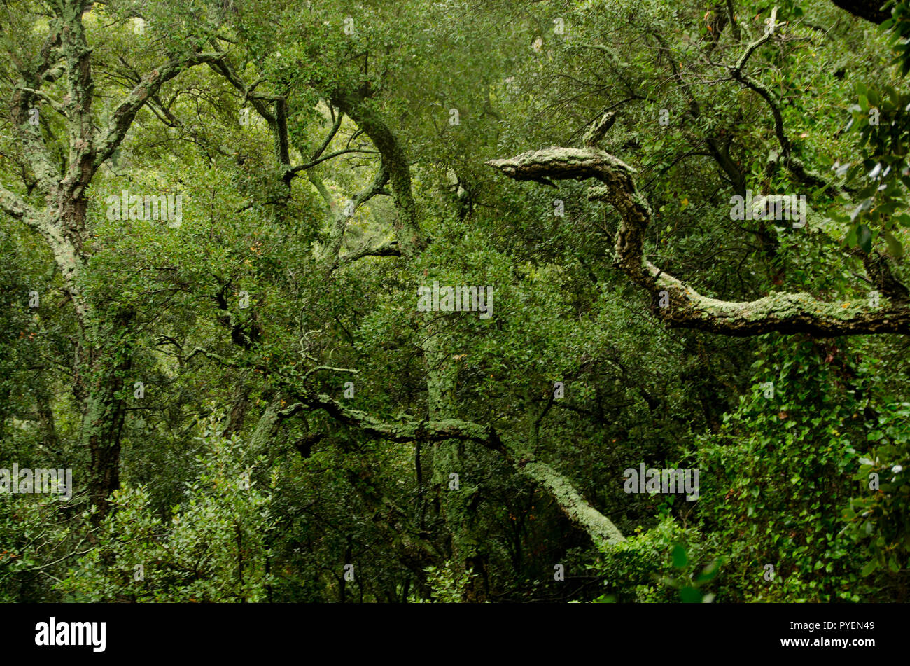 Gesichter im Wald Stockfoto