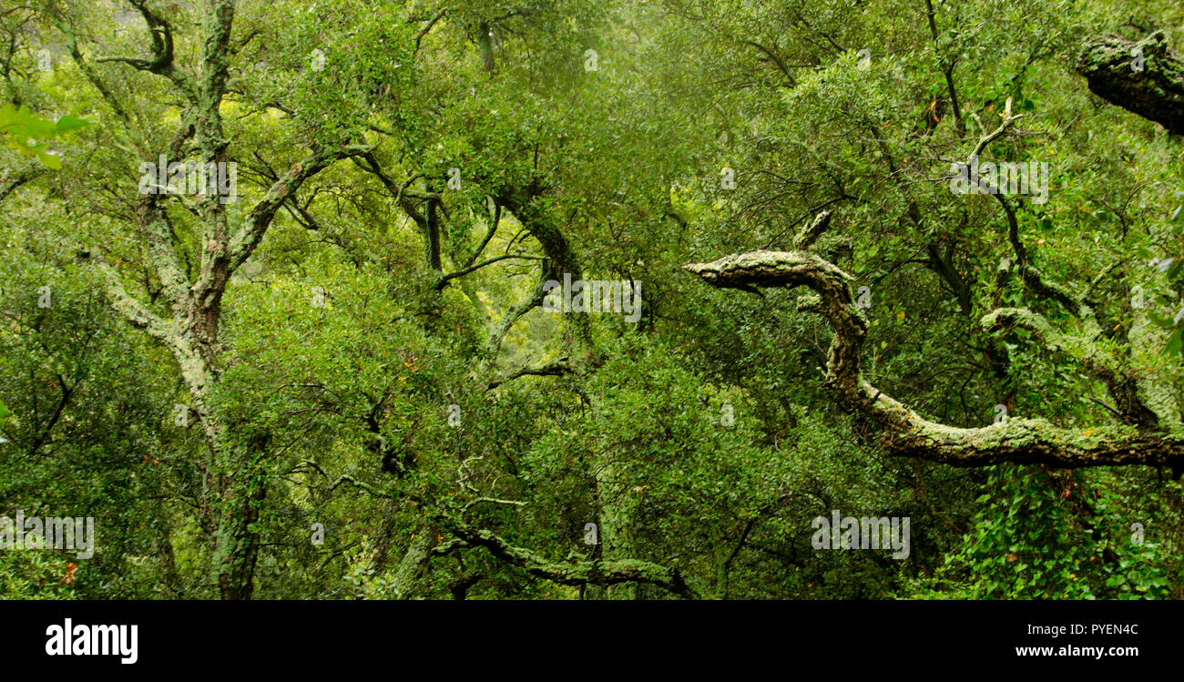 Gesichter im Wald Stockfoto