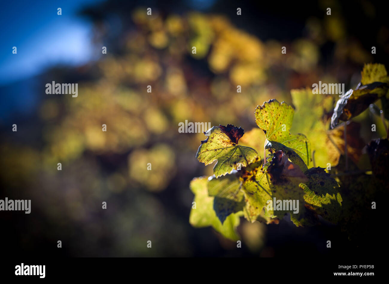 Weinblätter im Herbst bevor. Stockfoto