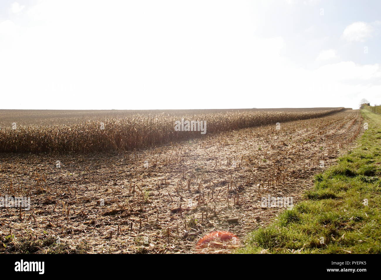 Feld von reifem trockenem Mais geerntet werden, zeigen die Fruchtart, die geerntet und das Feld Kante, in der Nähe von Hindon Wiltshire UK Stockfoto
