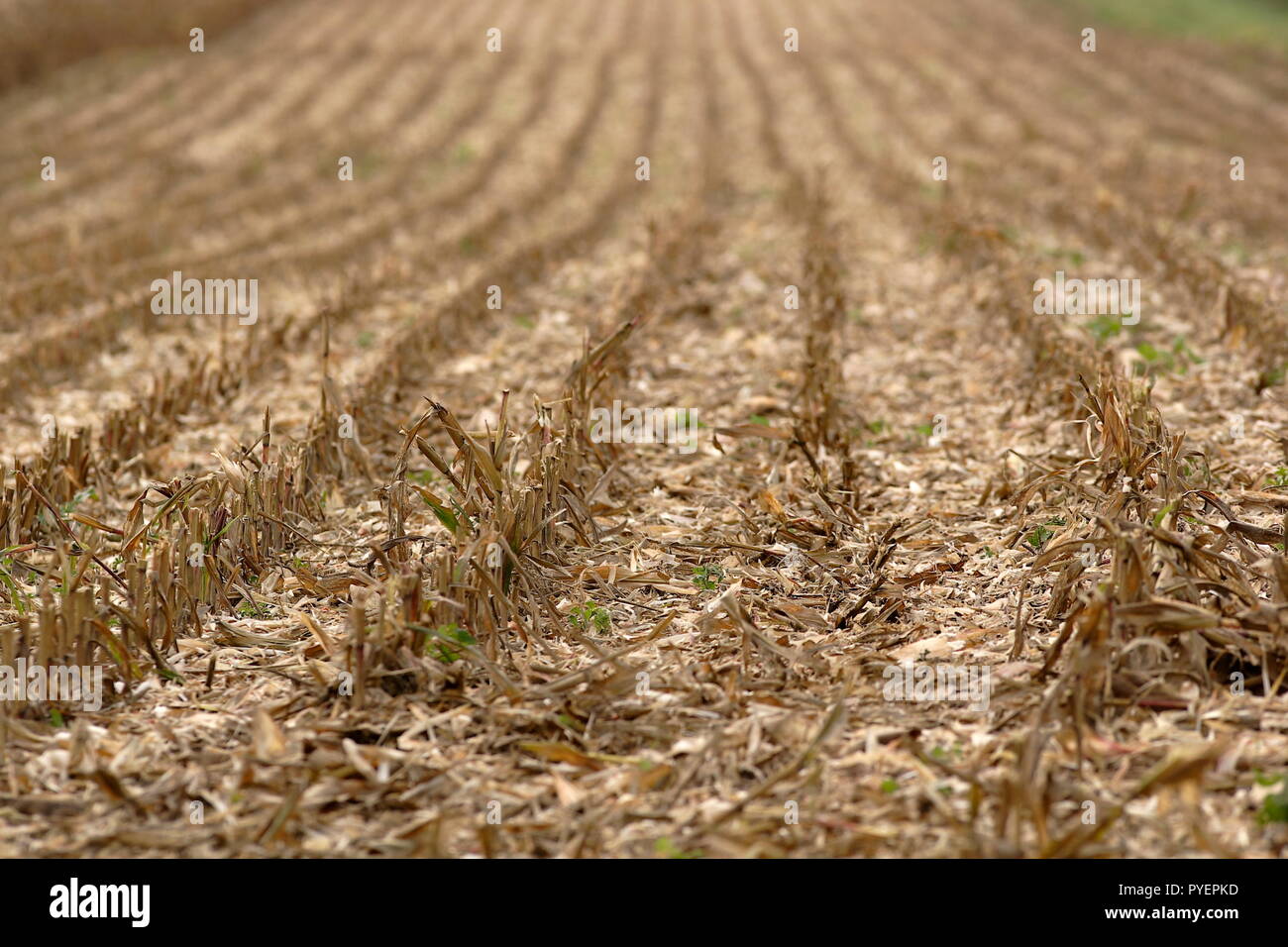 Feld von Mais nach der Ernte der Pflanze Stoppeln hinter sich gelassen und wie die Ernte war in geraden Reihen gepflanzt, in der Nähe von Hindon Wiltshire GROSSBRITANNIEN Stockfoto