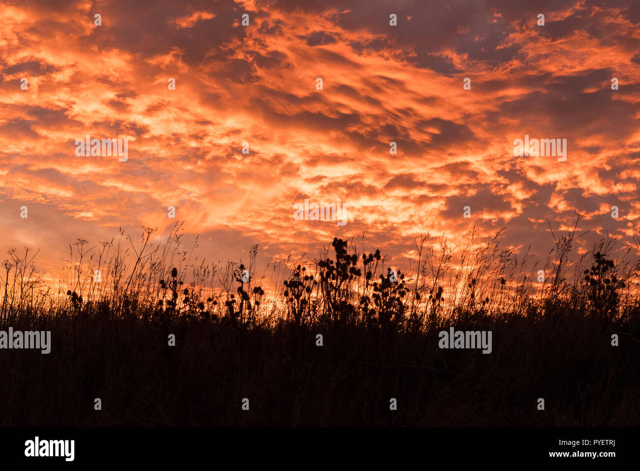 Sonnenuntergang Himmel mit Silhouetten Gräser und seedheads im Vordergrund - Großbritannien Stockfoto