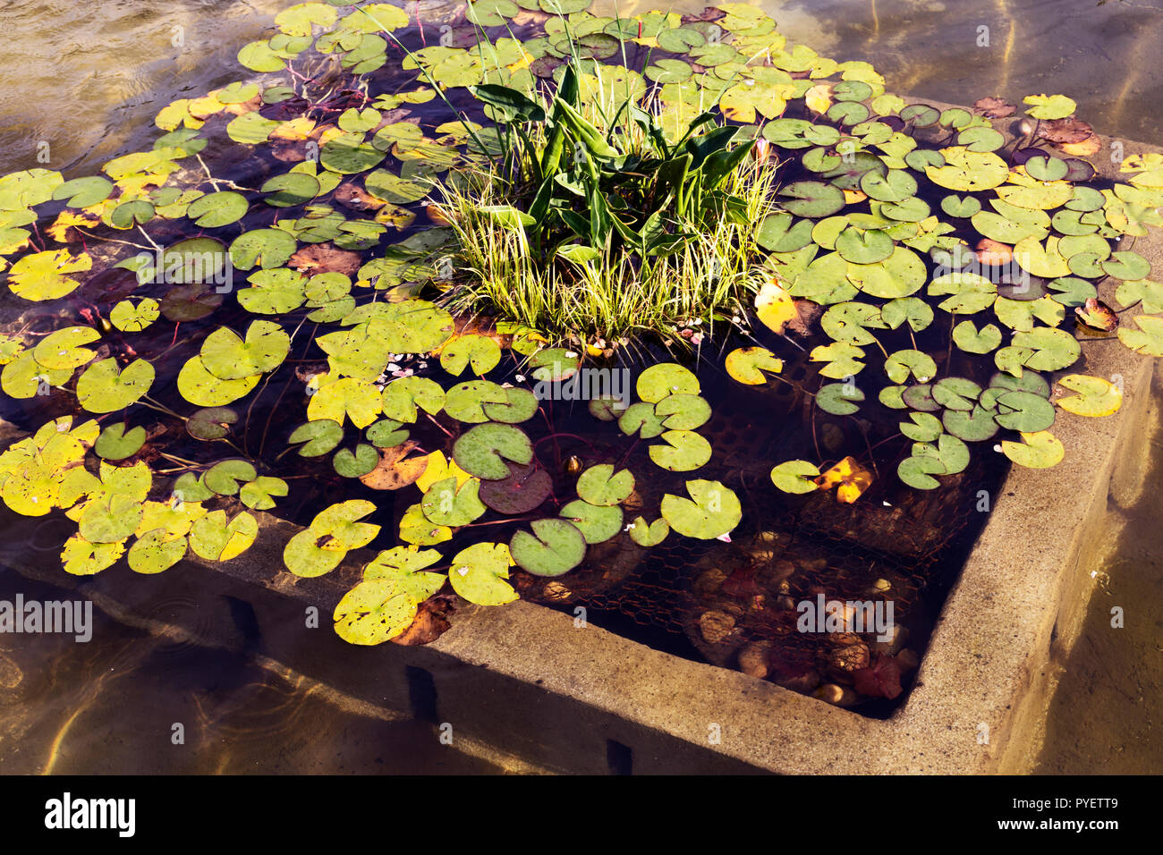 Grüne nenufar schwimmend auf einer Pflanzmaschine an der Unterseite der Seerosenteich Stockfoto