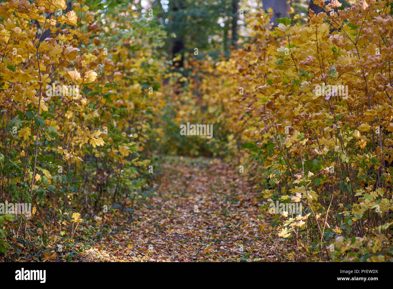 Herbstfarben Herbst sonnige bunte Stimmung Stockfoto