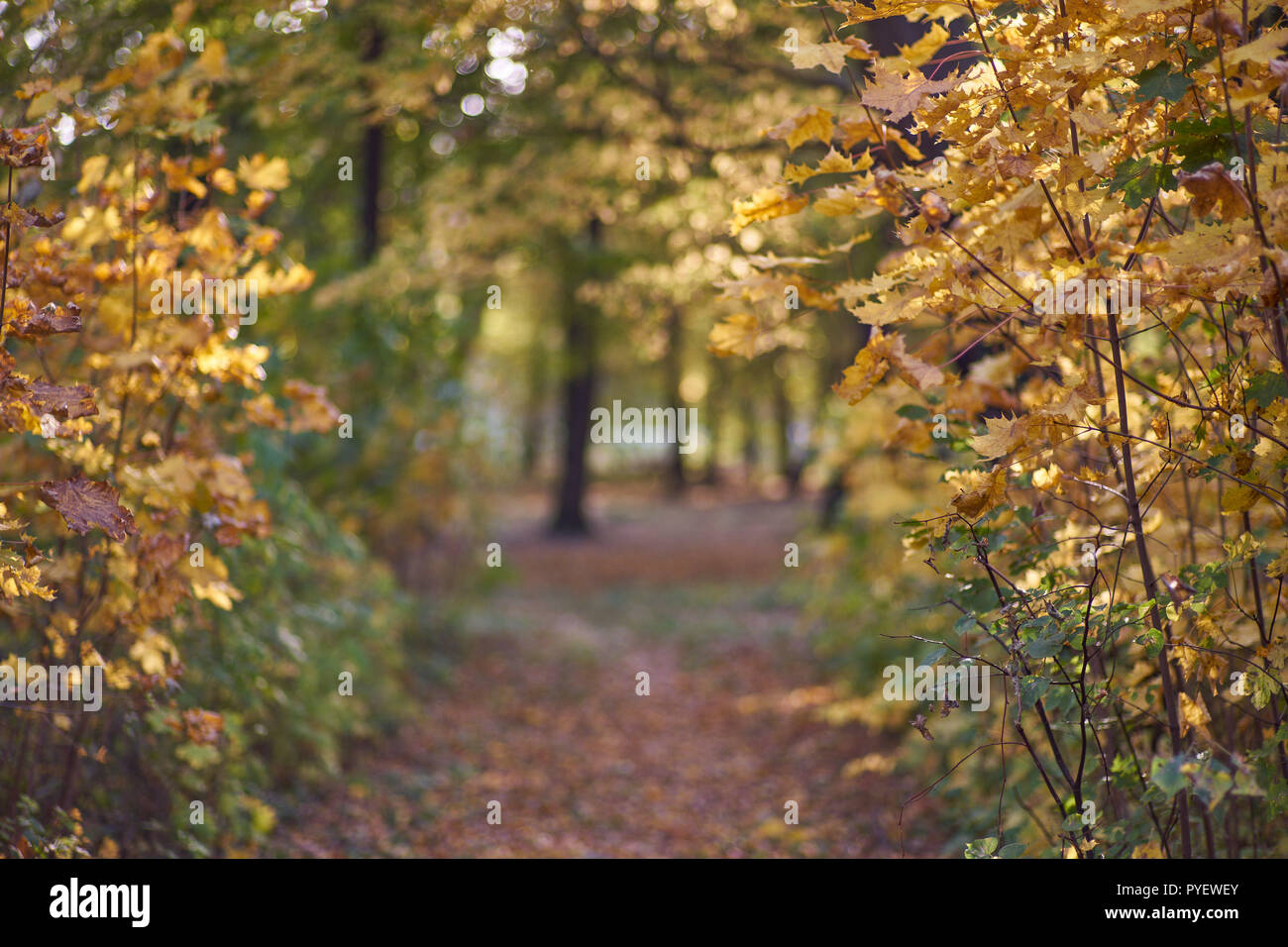 Herbstfarben Herbst sonnige bunte Stimmung Stockfoto