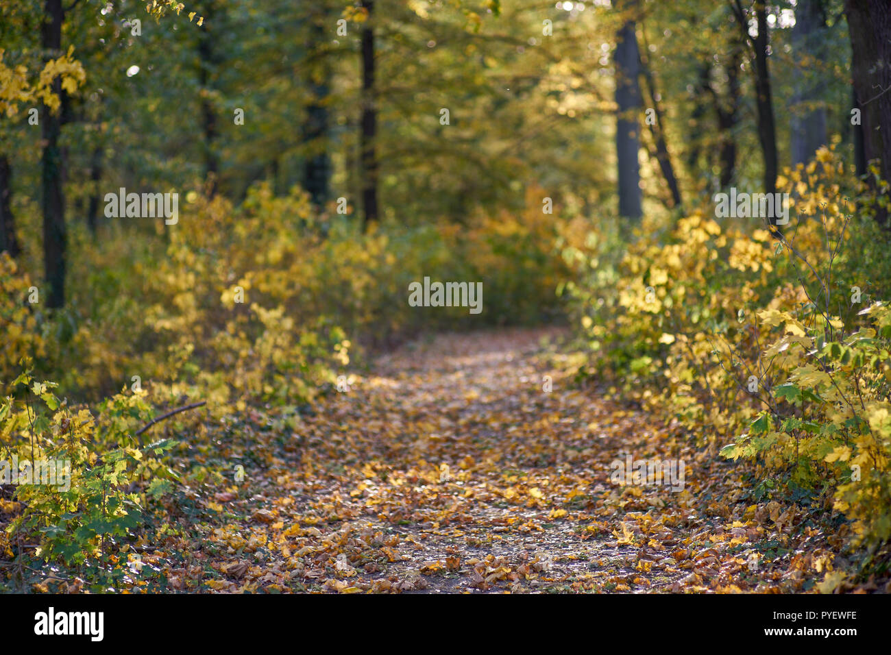 Herbstfarben Herbst sonnige bunte Stimmung Stockfoto