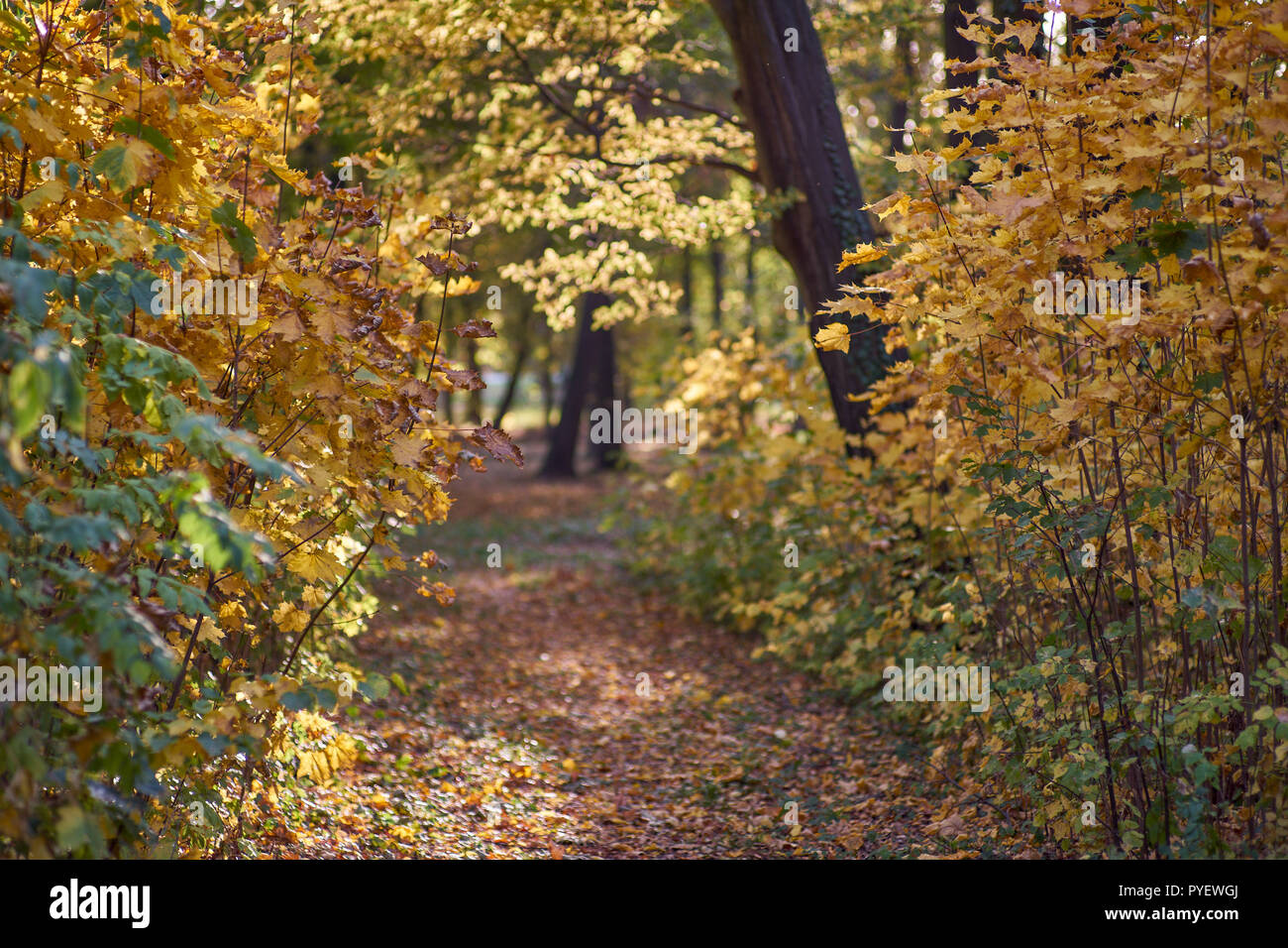 Herbstfarben Herbst sonnige bunte Stimmung Stockfoto