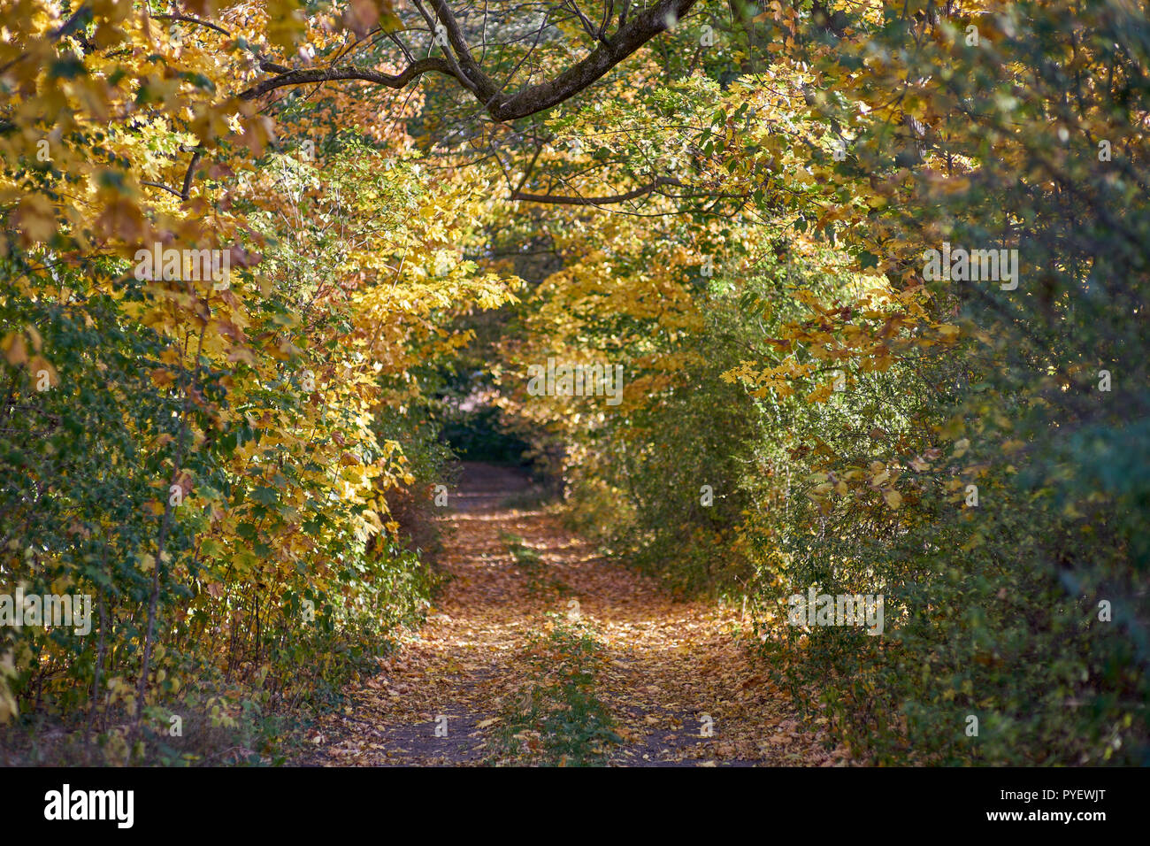 Herbstfarben Herbst sonnige bunte Stimmung Stockfoto