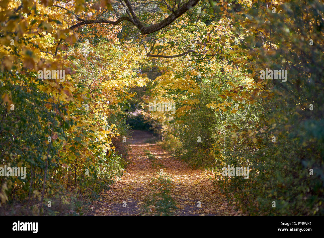 Herbstfarben Herbst sonnige bunte Stimmung Stockfoto
