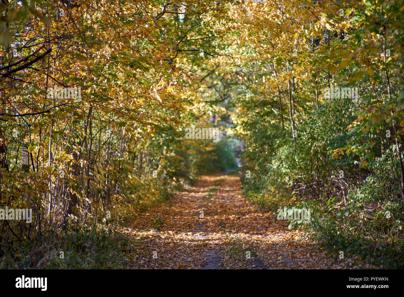 Herbstfarben Herbst sonnige bunte Stimmung Stockfoto