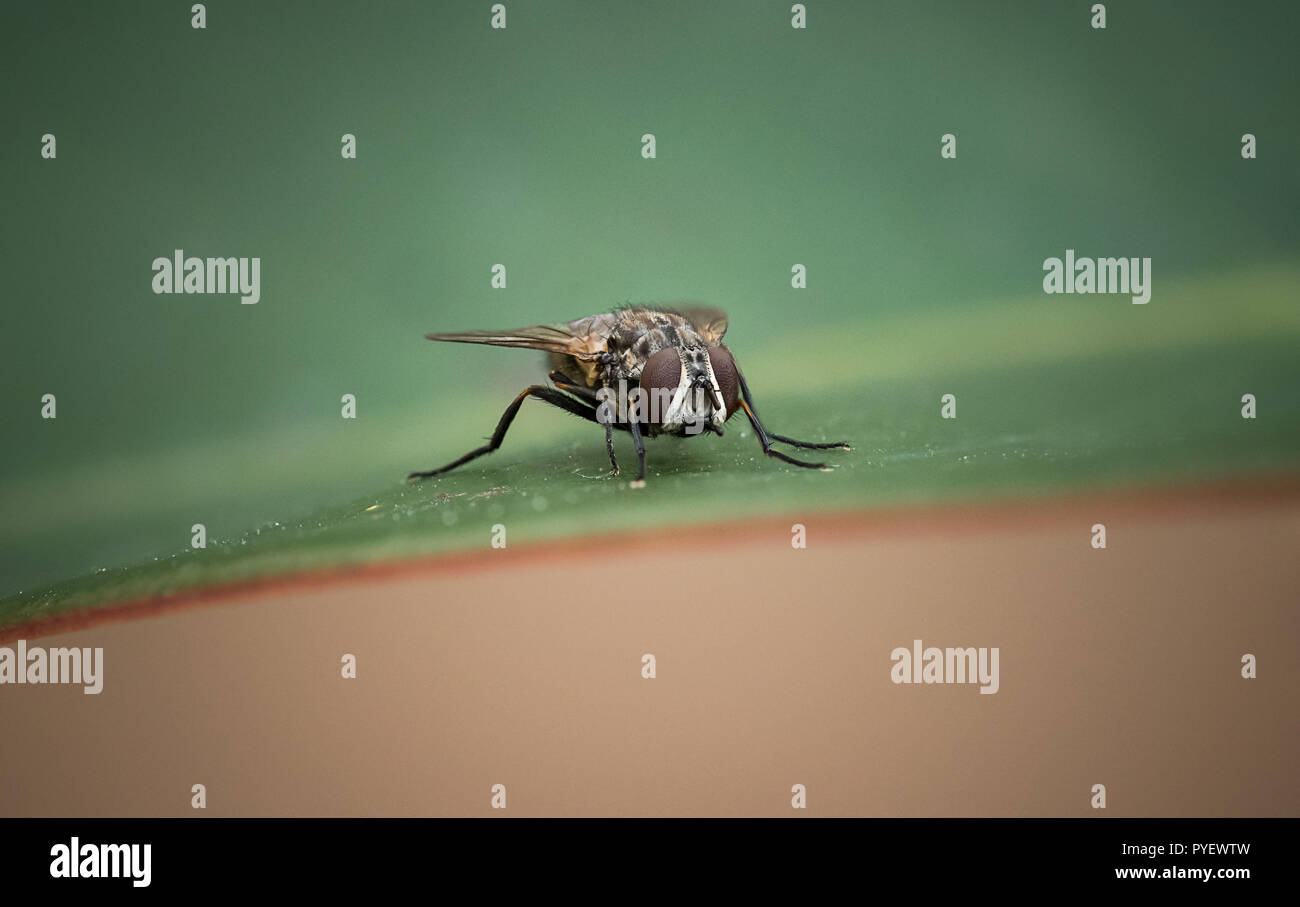 Makroaufnahme einer Fliege auf einem grünen Blatt in der Mitte des Rahmens. Kopieren Sie Raum. schoß im Winter im Garten. Fokus auf Augen. Hintergrund unscharf. Stockfoto