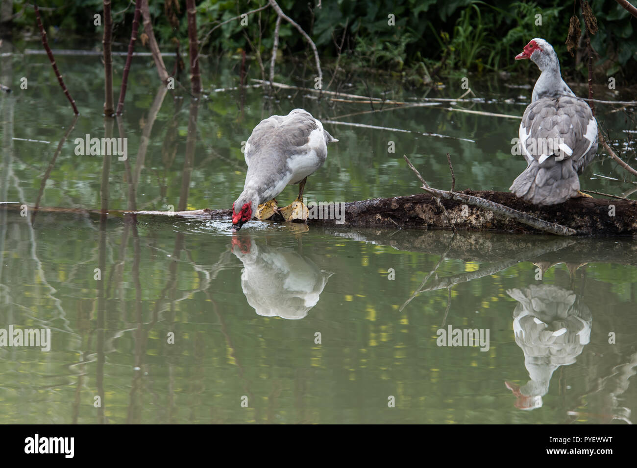 Zwei Flugenten Trinkwasser aus dem See. perfekte Reflektion im Wasser. auf einem Baumstamm ruhend Stockfoto