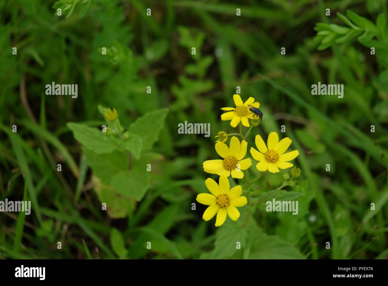 Wild winzig kleine gelbe Blüten auf der Spitze des Hügels Stockfoto