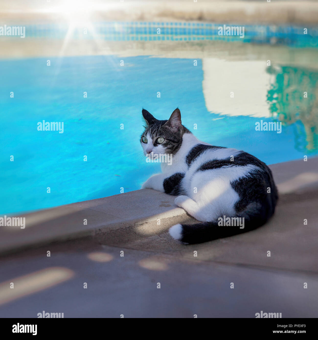 Schwarze und Weiße Katze sitzt am Pool entspannen. Stock Bild. Stockfoto