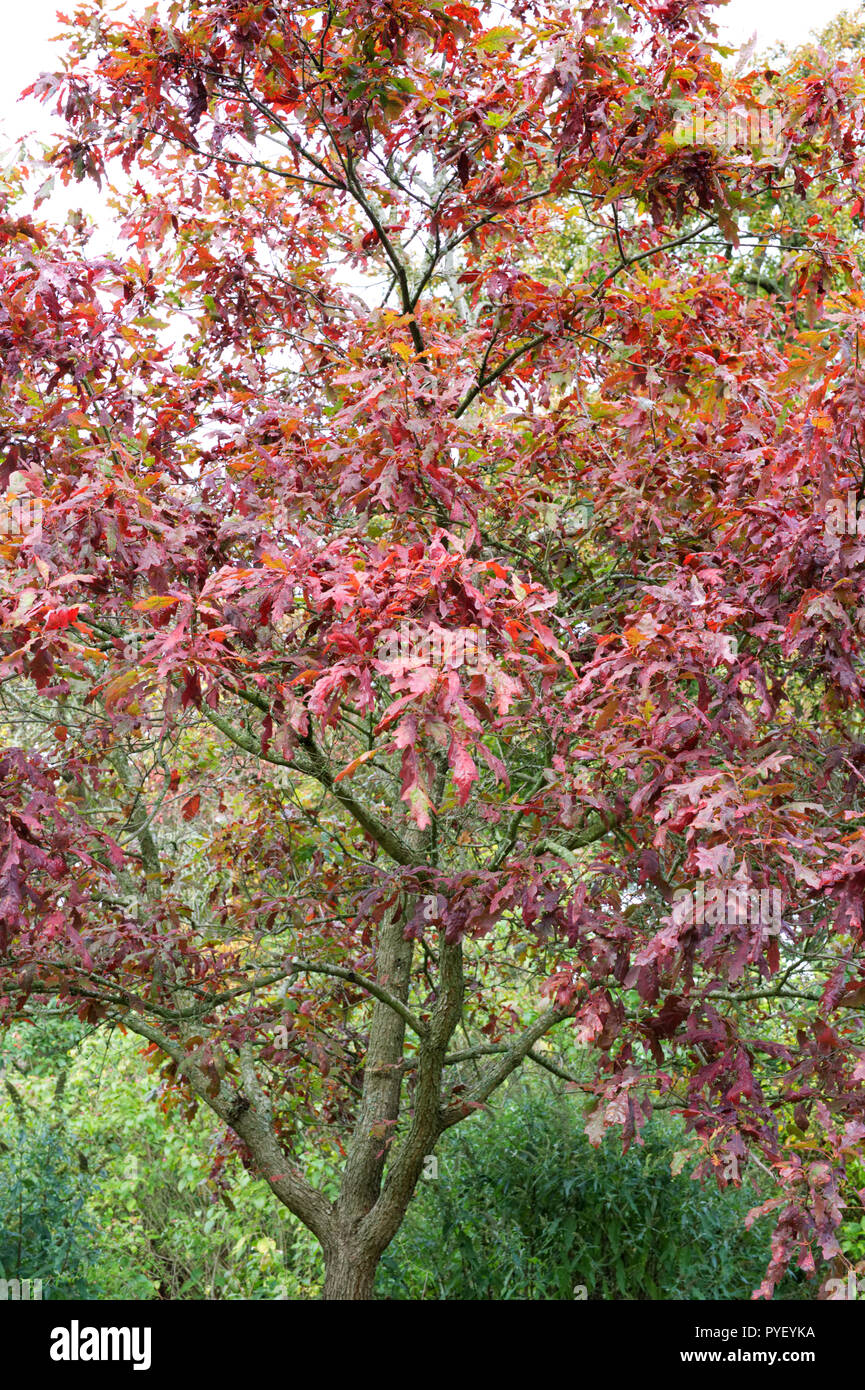 Quercus michauxii Blätter im Herbst. Stockfoto