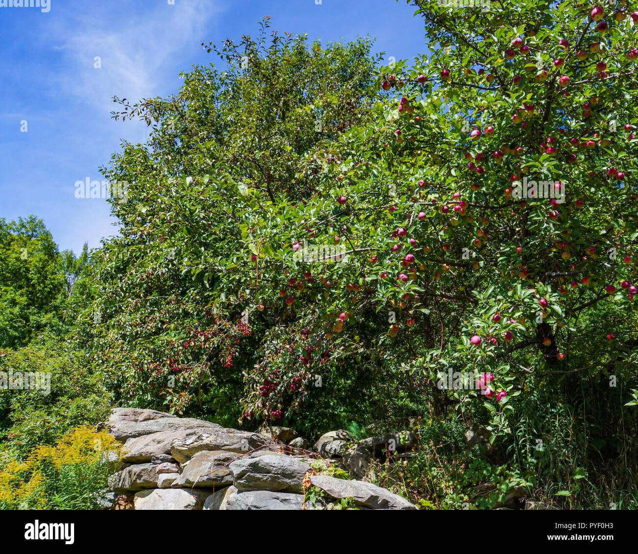 Classic stone wall, mit einem Apfel Baum im Herbst in Vermont. Stockfoto