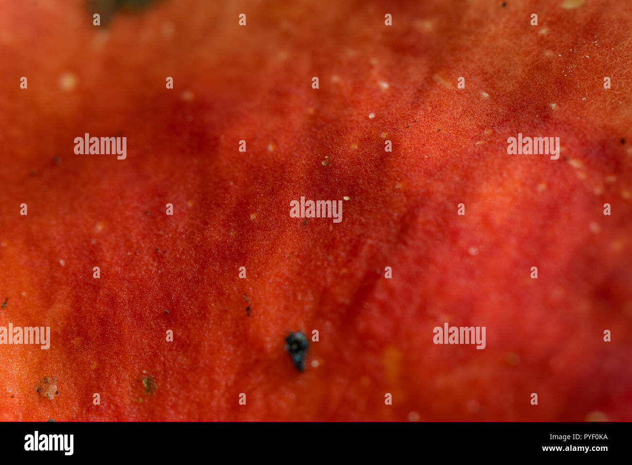 Abstrakte Orange Bild der Nahaufnahme von Pilz Stockfoto