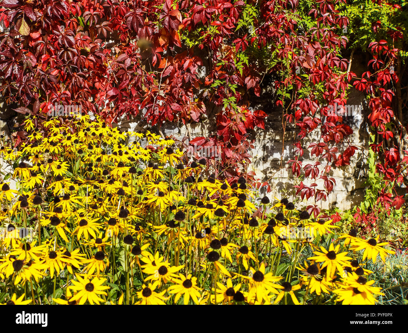 Herbst Laub Garten Farben mit hellen gelben black-eyed Susan Blumen und roten fünf Blatt Wildem Efeu Ästen fallen gesät Garten Wand Stockfoto