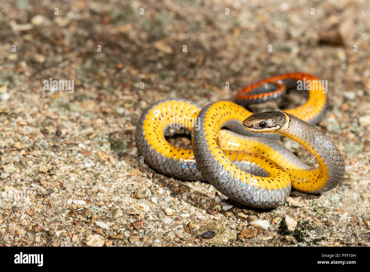 Prairie ringnecked Schlange zeigt seine bunten Bauch in eine defensive Anzeige - DIadophis punctatus amyi Stockfoto