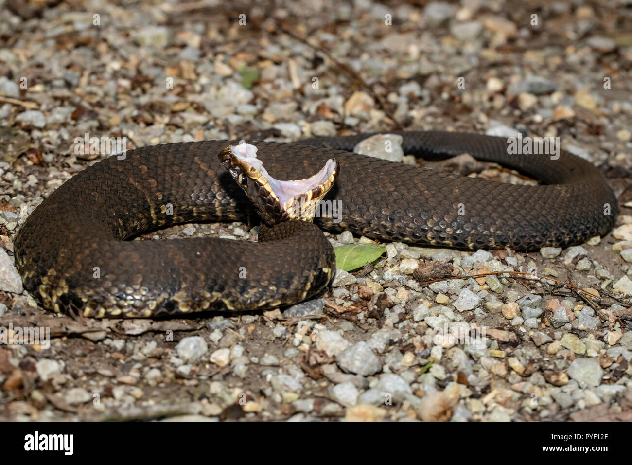 Western cottonmouth Agkistrodon piscivorus Leucostoma - Stockfoto