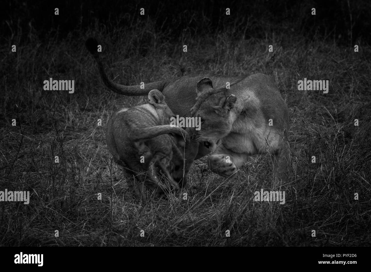 Dieses Bild von der Familie des Löwen ist in der Masai Mara in Kenia. Stockfoto