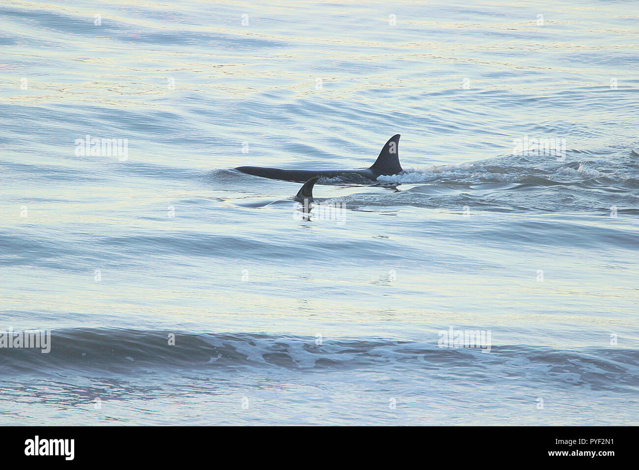 Orca Stockfoto