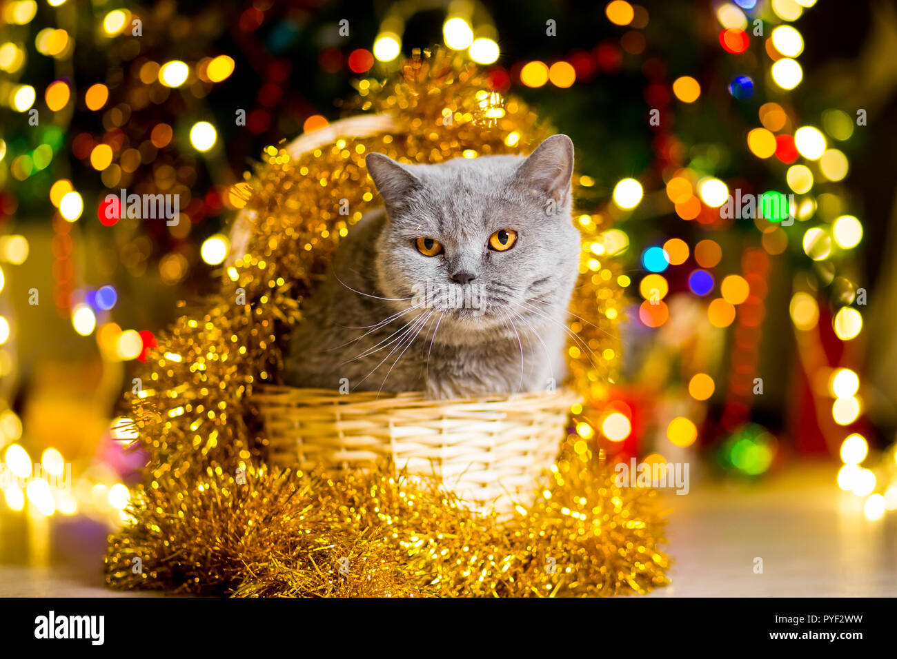 Cat Christmas Ball Stockfotos und -bilder Kaufen - Alamy