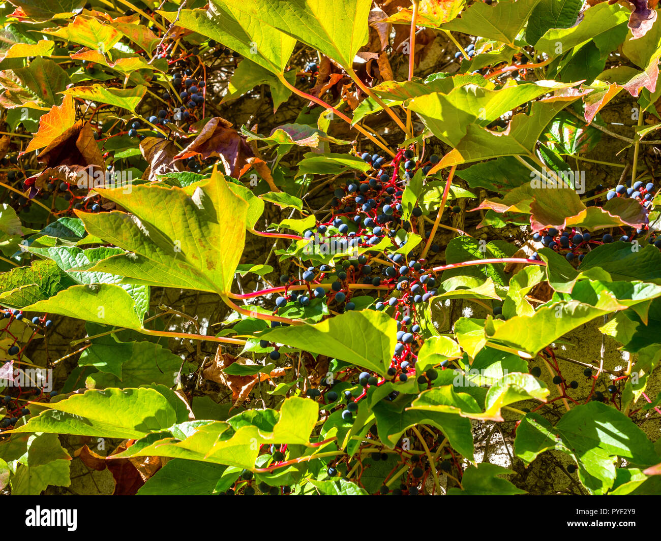 Jungfrau Wein (parthenocissus Tricuspidata) Blätter und Früchte - Frankreich. Stockfoto